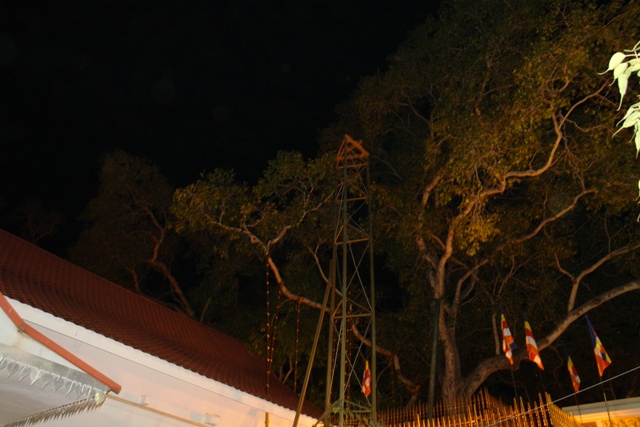 Священное дерево Бо, на Шри-Ланке – ему 2000 лет Анурадхапура, Шри-Ланка (Sacred Bo Tree Anuradhapura, Sri-Lanka)